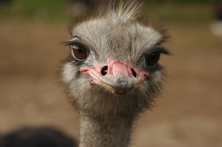 close up photo of ostrich head thumbnail