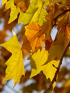 Leaves, Maple Leaved Plane thumbnail