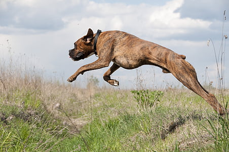 brindle jumping over grass thumbnail