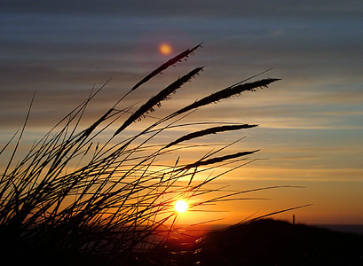 silhouette of grass during sunset thumbnail