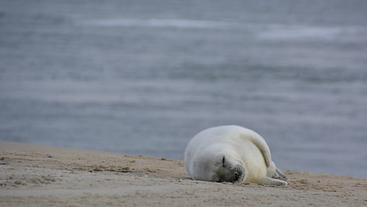 white seal lying on seashore at daytime thumbnail