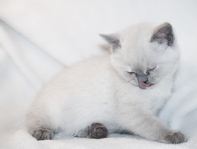 white medium coated cat on white textile thumbnail