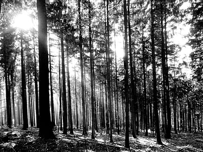 silhouette of forest with sunrise thumbnail