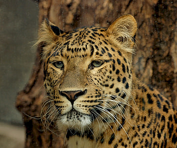 tilt lens of Leopard at daytime thumbnail
