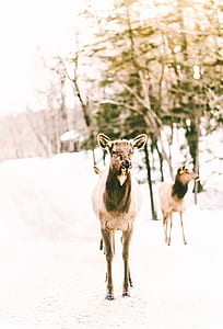 two calves standing on snow covered ground during daytime thumbnail