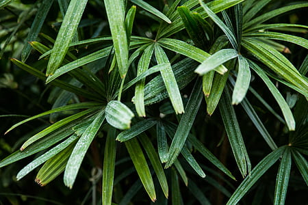blur, leaves, plants, foliage thumbnail