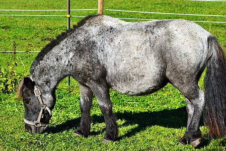horse eating grass thumbnail