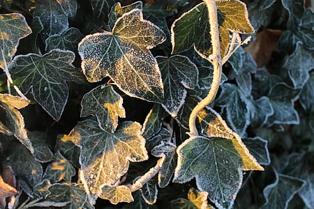 close up photo of green leafed plant thumbnail