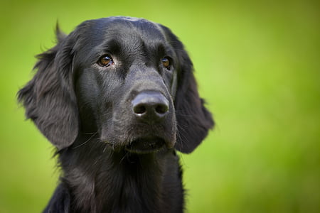 adult black Labrador retriever thumbnail