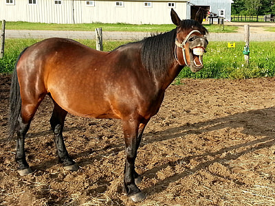brown horse thumbnail