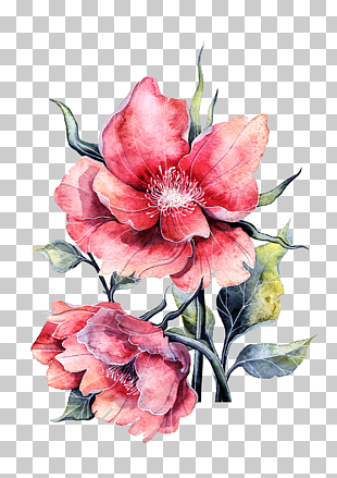 Flower Paper painting Rose, Watercolor peony in full bloom, two pink petaled flowers illustration PNG clipart