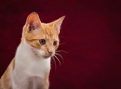orange tabby cat thumbnail