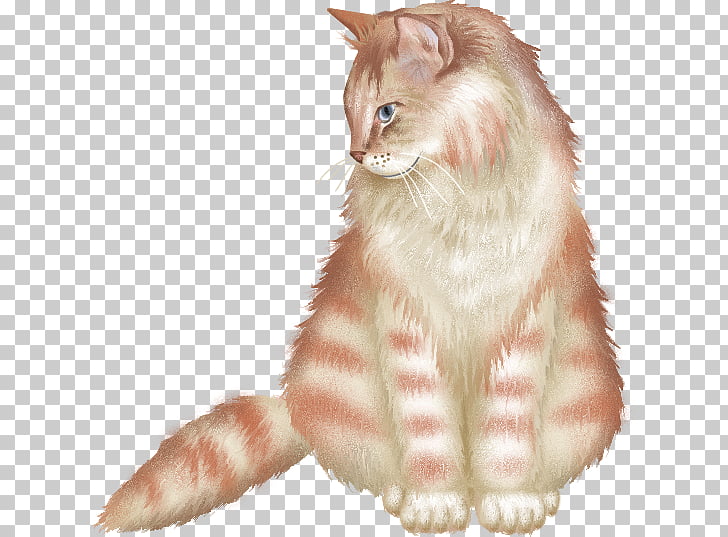 European Shorthair Cymric Norwegian Forest Cat Kurilian Bobtail
