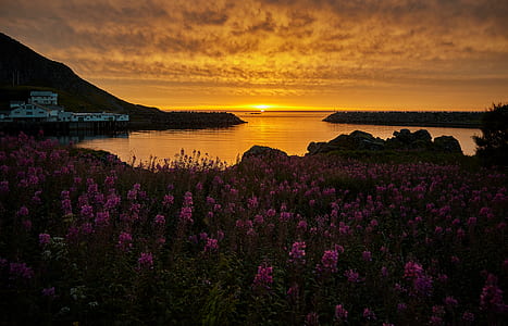 photo of purple petaled flowers garden thumbnail