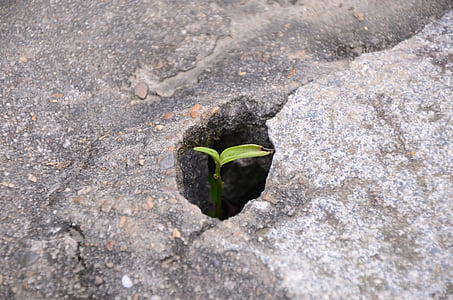 green plant thumbnail