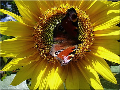 yellow sunflower with brown butterfly thumbnail