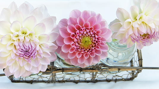 pink and white petaled flowers thumbnail