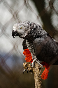gray and black bird on wood branch thumbnail