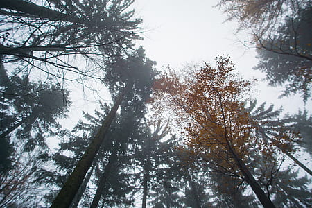 low angle photography of trees thumbnail