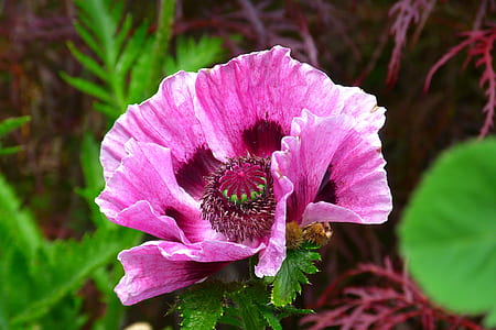 selective focus of pink petaled flower thumbnail
