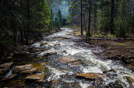 river in the middle of trees thumbnail