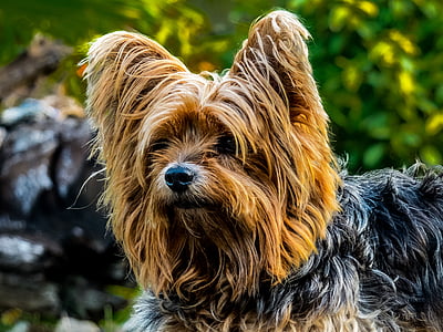 selective focus photography of black and gold Yorkshire thumbnail