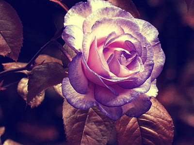 petals, leaves, flower, colors thumbnail