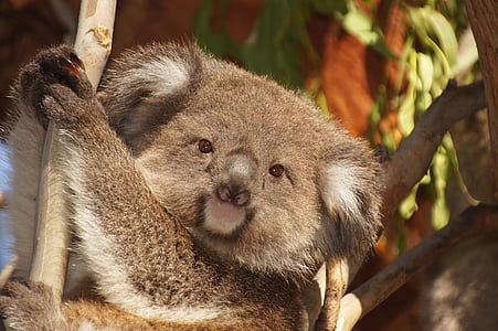 koala on gray tree branch photo thumbnail
