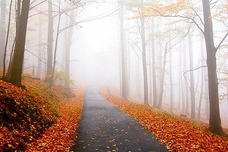 black concrete road between high trees under white sky at daytime thumbnail