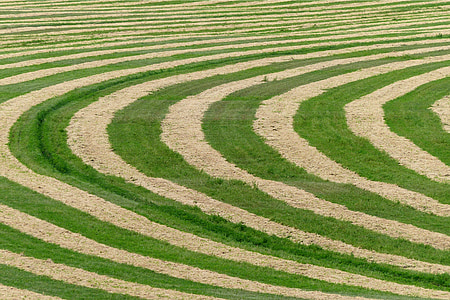 green lawn thumbnail