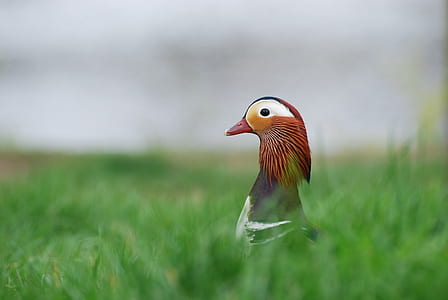 black and brown duck on green grass thumbnail