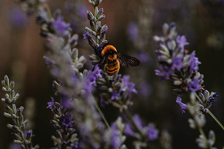 American bumblebee on flower thumbnail