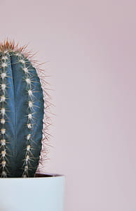 macro shot of cactus plant thumbnail