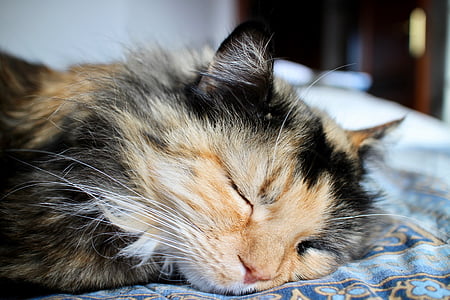 short-haired brown and black cat lying on blue textile thumbnail