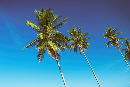 four green coconut trees thumbnail