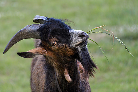 goat chewing grass facing camera thumbnail