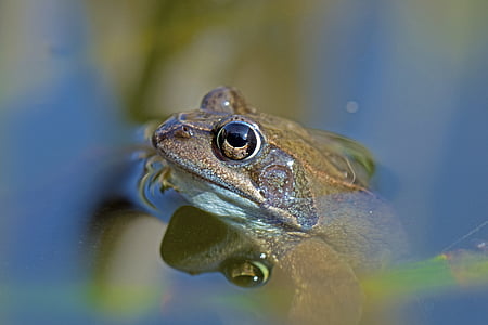 closeup photography of brown toad thumbnail