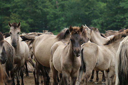 herd of brown horses during daytime thumbnail