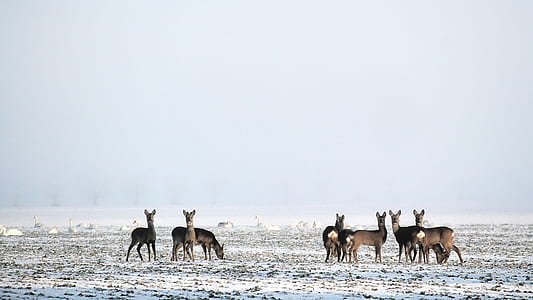 brown animals standing on snowfield thumbnail