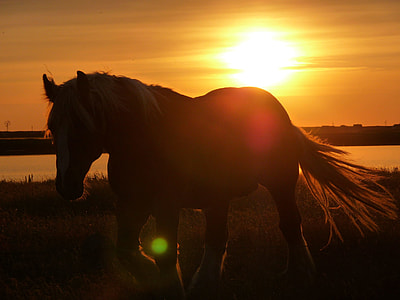 Horse photo under the sunset thumbnail