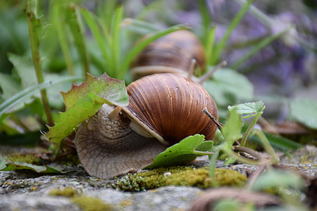 selective focus photography of brown snail on grass thumbnail