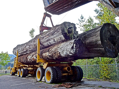yellow heavy equipment with logs thumbnail