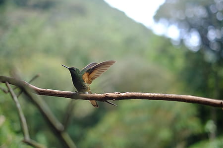 grey and brown hummingbird thumbnail