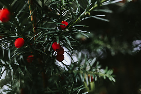 Red rowan on trees thumbnail
