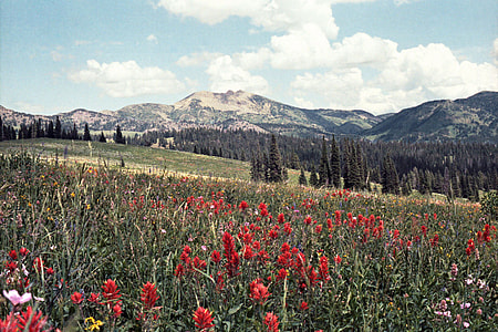 Mt. Jefferson and Indian Paintbrush Flowers Landscape thumbnail
