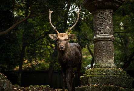 deer standing near stone altar thumbnail