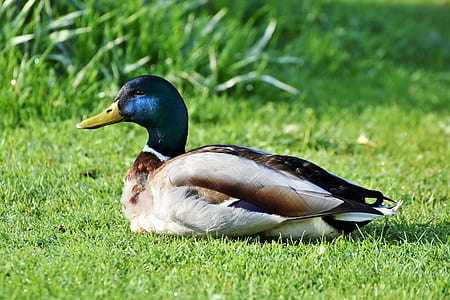 mallard duck on green grass thumbnail