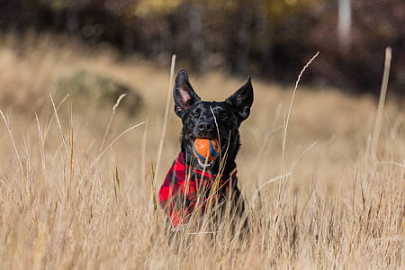 dog biting a ball on grass thumbnail