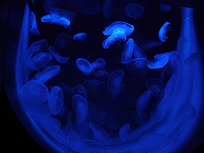 Jellyfish, Luminous Jellyfish thumbnail