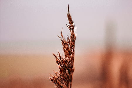 brown grass in selective focus photography thumbnail